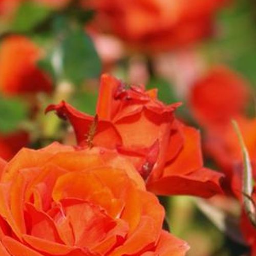 Rosa  Mercedes® - oranžová - Stromkové růže, květy kvetou ve skupinkách - stromková růže s keřovitým tvarem koruny